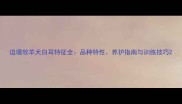 边境牧羊犬白耳特征全品种特性养护指南与训练技巧