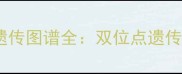 边境牧羊犬毛色遗传图谱全双位点遗传机制与繁育指南