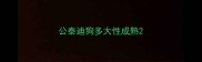 公泰迪狗多大性成熟