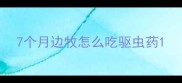 7个月边牧怎么吃驱虫药
