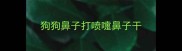 狗狗鼻子打喷嚏鼻子干