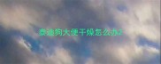 泰迪狗大便干燥怎么办