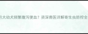 两个月大幼犬频繁腹泻便血资深兽医详解寄生虫防控全攻略