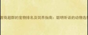 10种智商超群的宠物排名及饲养指南聪明听话的动物选择全