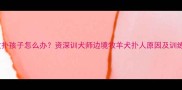 边牧扑孩子怎么办资深训犬师边境牧羊犬扑人原因及训练方法