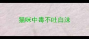 猫咪中毒不吐白沫