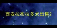 西安拉布拉多犬出售