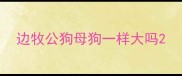 边牧公狗母狗一样大吗