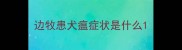 边牧患犬瘟症状是什么