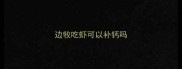 边牧吃虾可以补钙吗
