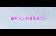 猫咪什么表现是喜欢