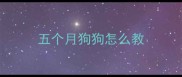 五个月狗狗怎么教
