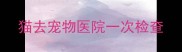 猫去宠物医院一次检查