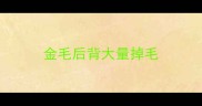 金毛后背大量掉毛