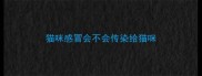 猫咪感冒会不会传染给猫咪