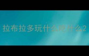 拉布拉多玩什么吃什么