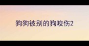 狗狗被别的狗咬伤