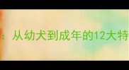 边境牧羊犬成长全从幼犬到成年的12大特征变化与饲养指南