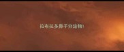 拉布拉多鼻子分泌物
