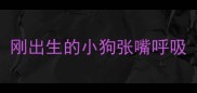 刚出生的小狗张嘴呼吸