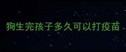 狗生完孩子多久可以打疫苗