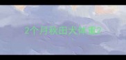 2个月秋田犬体重