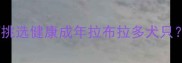 家庭领养指南如何挑选健康成年拉布拉多犬只附购买避坑全攻略