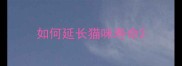 如何延长猫咪寿命