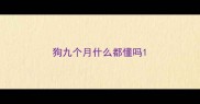 狗九个月什么都懂吗
