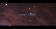 小小宠物狗的种类