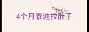 4个月泰迪拉肚子