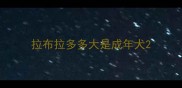拉布拉多多大是成年犬