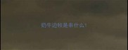 奶牛边牧是串什么