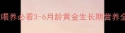幼犬喂养必看3-6月龄黄金生长期营养全攻略