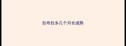 拉布拉多几个月长成熟