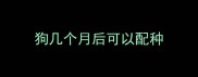 狗几个月后可以配种