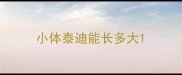 小体泰迪能长多大