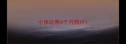 小体比熊4个月照片