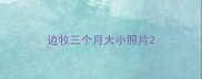 边牧三个月大小照片