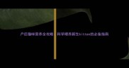 产后猫咪营养全攻略科学喂养新生kitten的必备指南
