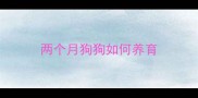 两个月狗狗如何养育