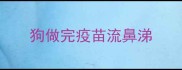 狗做完疫苗流鼻涕