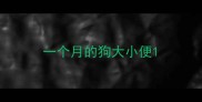 一个月的狗大小便