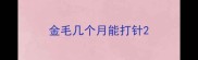 金毛几个月能打针