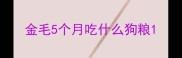 金毛5个月吃什么狗粮