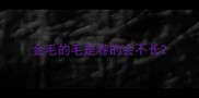 金毛的毛是卷的会不长