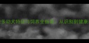 纯种拉布拉多幼犬特征与饲养全指南从识别到健康养护的详细