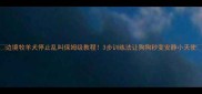 边境牧羊犬停止乱叫保姆级教程3步训练法让狗狗秒变安静小天使