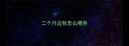 二个月边牧怎么喂养