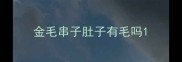 金毛串子肚子有毛吗